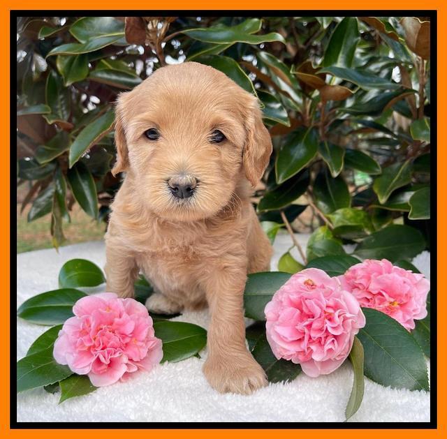 Millie Rebel pups 5 weeks old 371