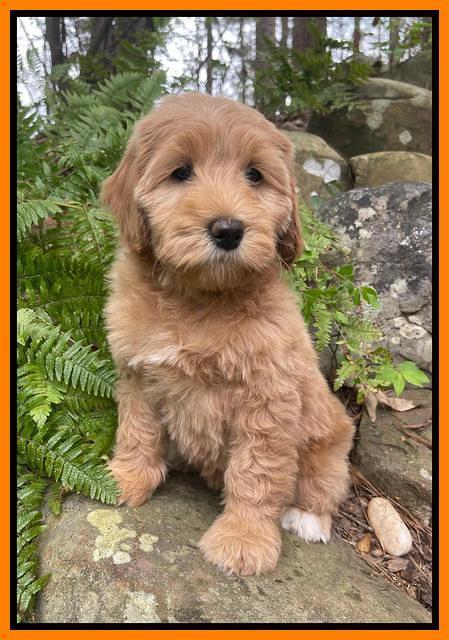 Millie Rebel pups 8 wks old 10 300