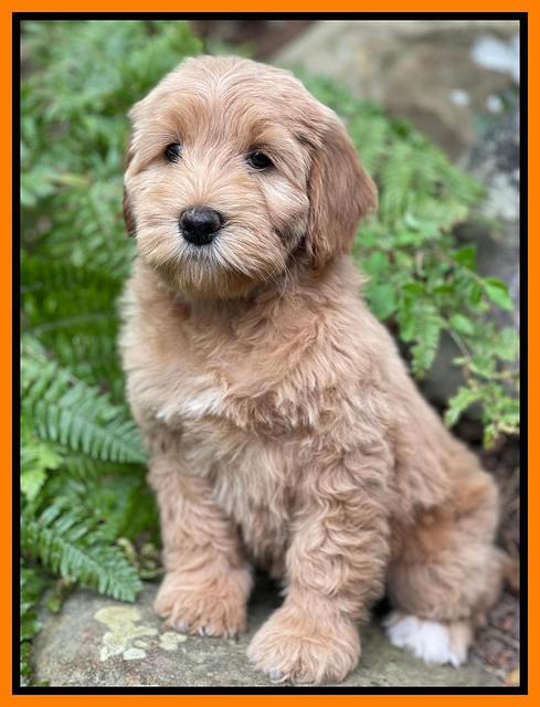 Millie Rebel pups 8 wks old 11 300