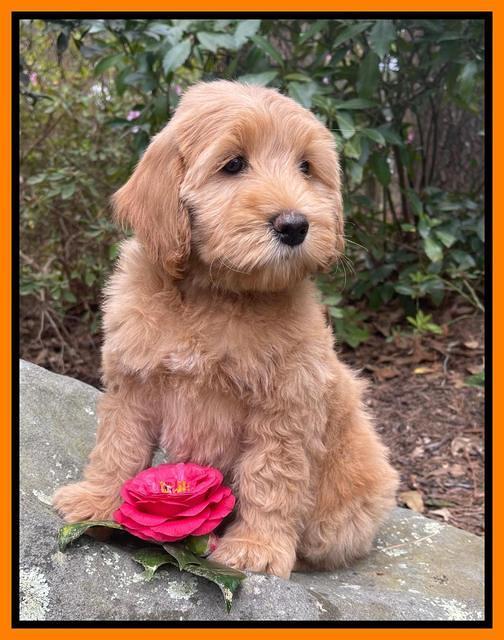 Millie Rebel pups 8 wks old 7 300