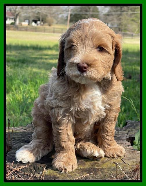 Millie REbel 7 week pics 191