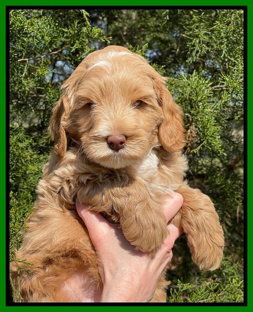 Millie REbel 7 week pics 211