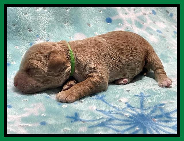 Millie Rebel pups 1 wk old 181