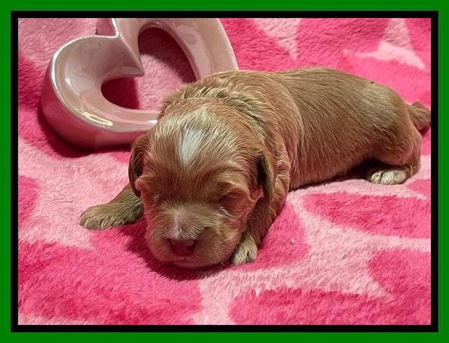 Millie Rebel pups 2 weeks old 251