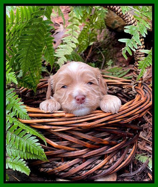 Millie Rebel pups 3 weeks old 371