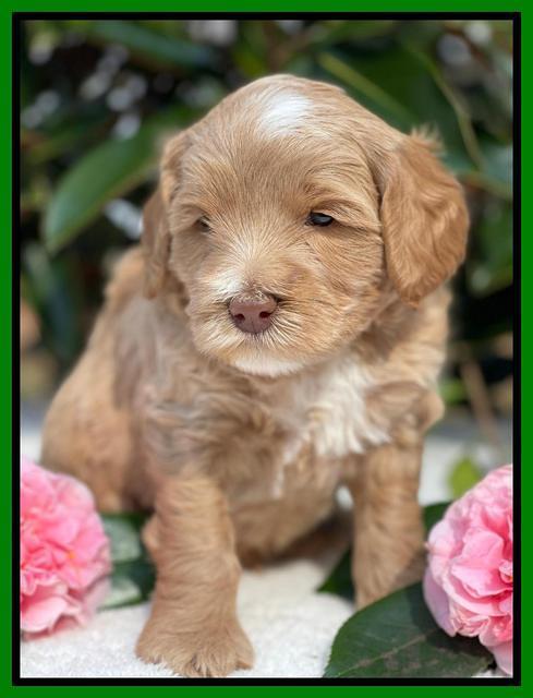 Millie Rebel pups 5 weeks old 291