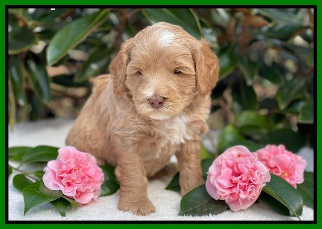 Millie Rebel pups 5 weeks old 321