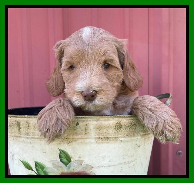 Millie Rebel pups 6 weeks old 311