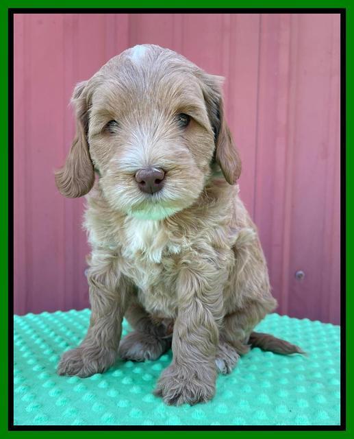 Millie Rebel pups 6 weeks old 331