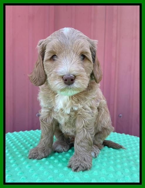 Millie Rebel pups 6 weeks old 341