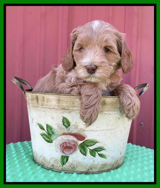 Millie Rebel pups 6 weeks old 351