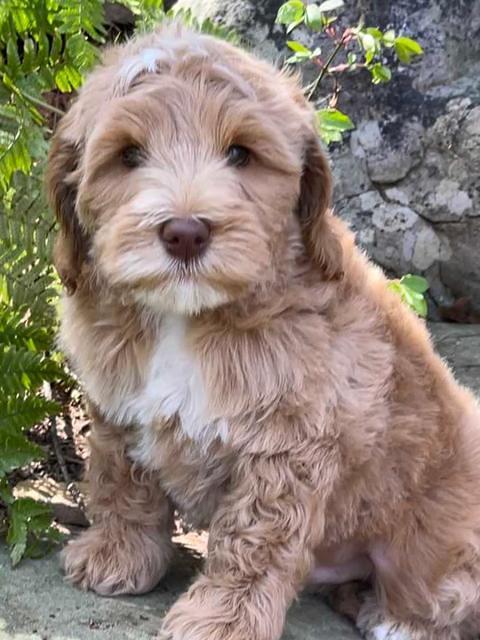 Millie Rebels pups 8 weeks old 21