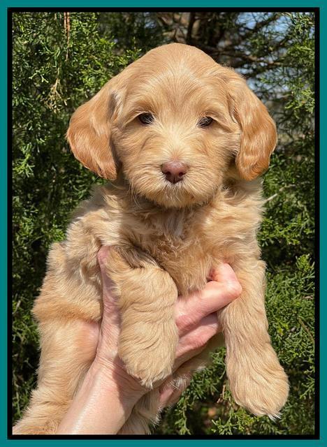 Millie REbel 7 week pics 311