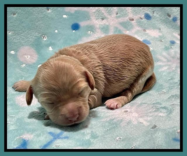 Millie Rebel pups 1 wk old 201