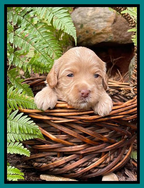 Millie Rebel pups 3 weeks old 381