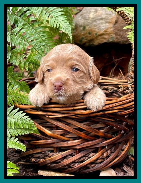 Millie Rebel pups 3 weeks old 391