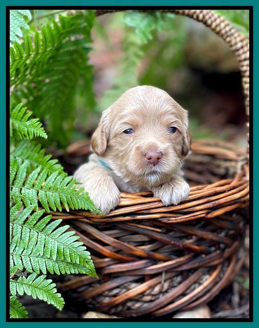 Millie Rebel pups 3 weeks old 401