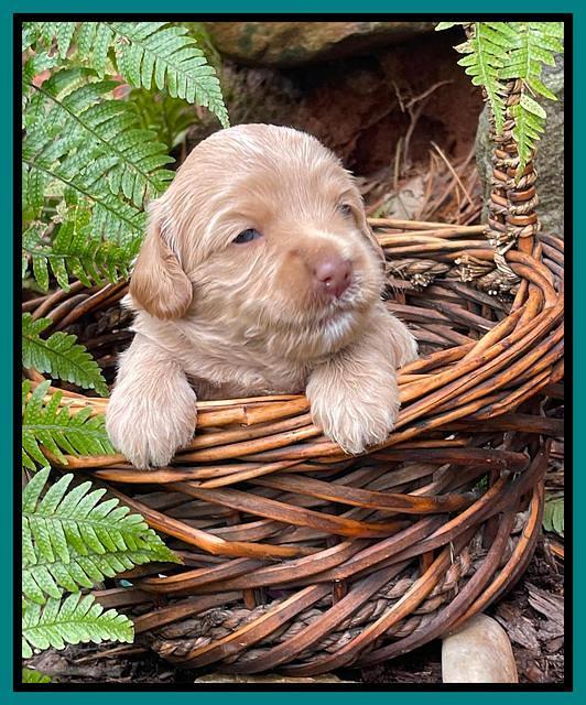 Millie Rebel pups 3 weeks old 411