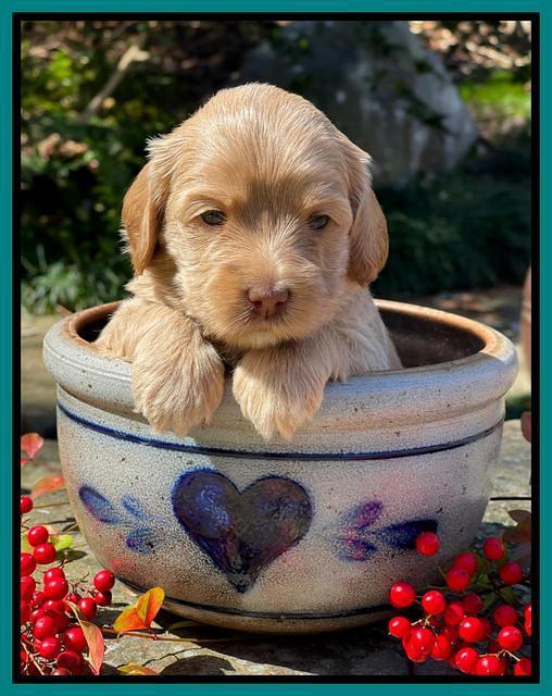 Millie Rebel pups 4 weeks old 391