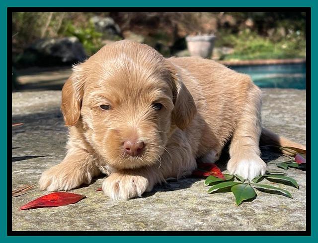 Millie Rebel pups 4 weeks old 421