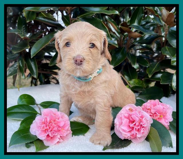 Millie Rebel pups 5 weeks old 411