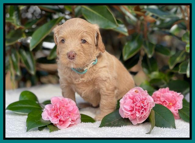 Millie Rebel pups 5 weeks old 431