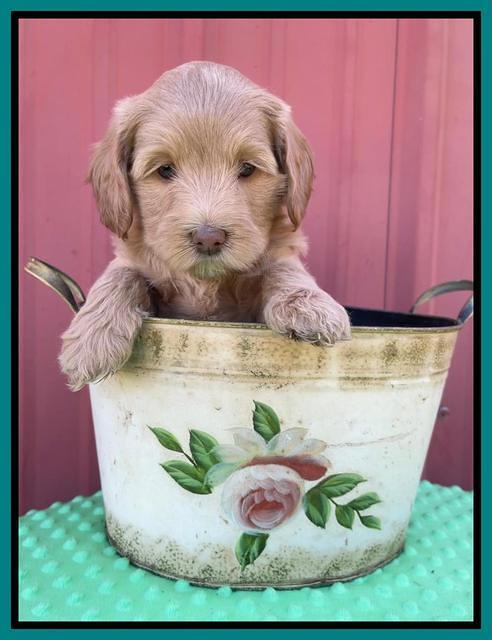 Millie Rebel pups 6 weeks old 491