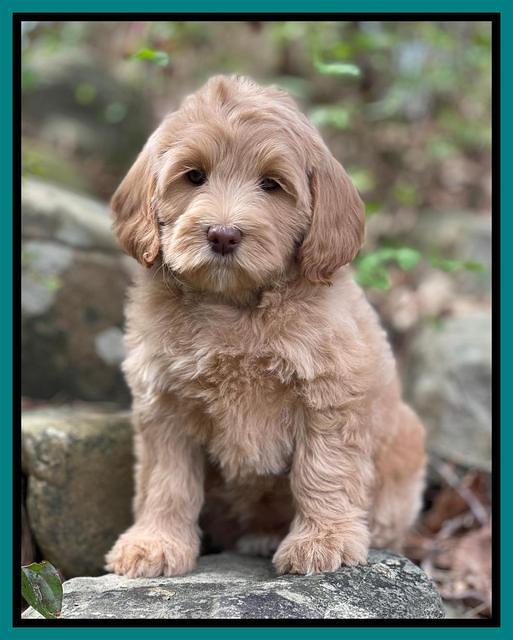 Millie Rebel pups 8 wks old 1100