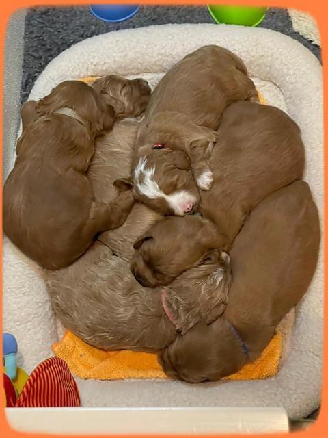 Misha Rebel 3 wks old 21