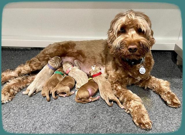 Misha Rebel Newborn 71