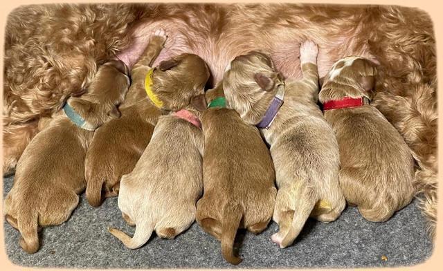 group 3 days old