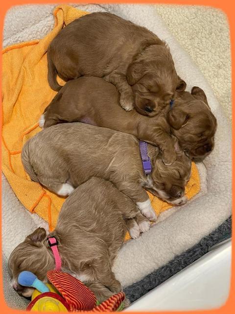 group 3 wks old 1