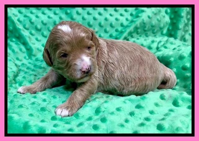 Misha Rebel 2 weeks old 21