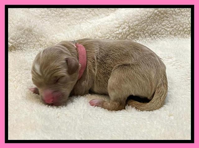 Misha Rebel Newborn 11