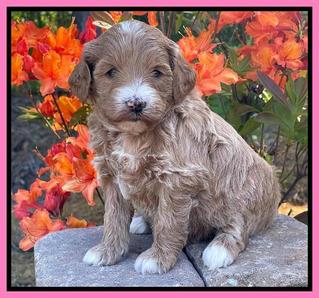 Misha Rebel pups 4 wks old 11