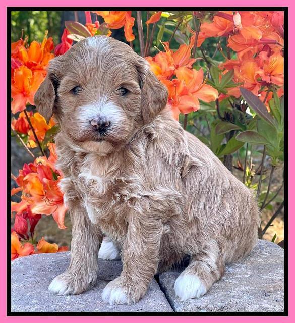 Misha Rebel pups 4 wks old 21