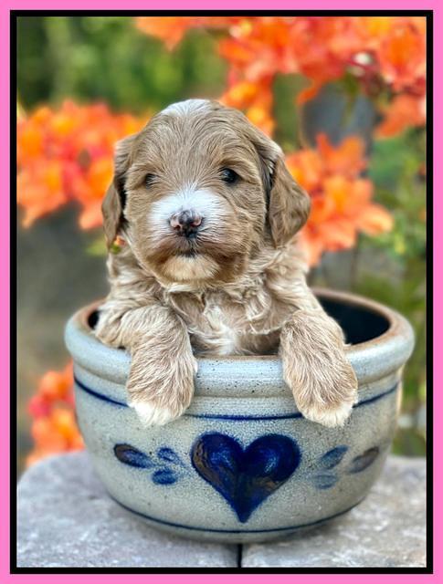 Misha Rebel pups 4 wks old 31