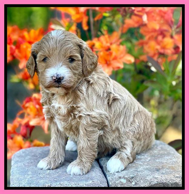 Misha Rebel pups 4 wks old 41