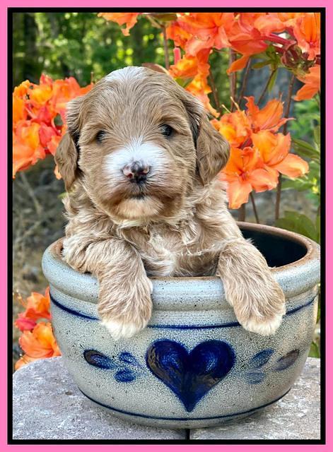 Misha Rebel pups 4 wks old 51