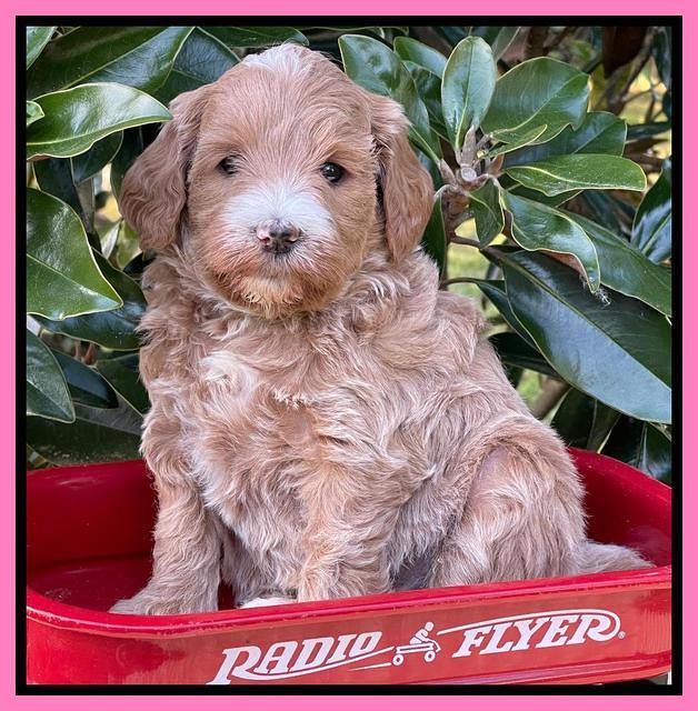 Misha Rebel pups 5 weeks old 21