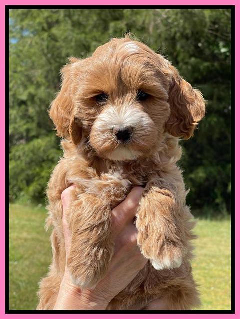 Misha Rebel pups 7 wks old 21
