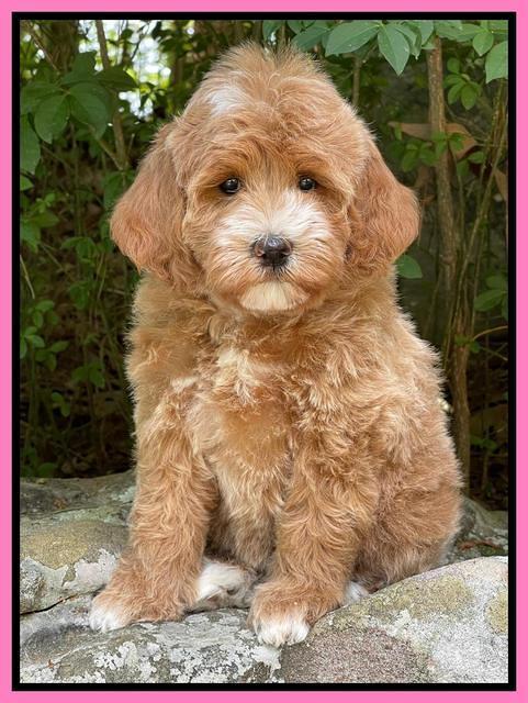 Misha Rebel pups 8 wks old 101