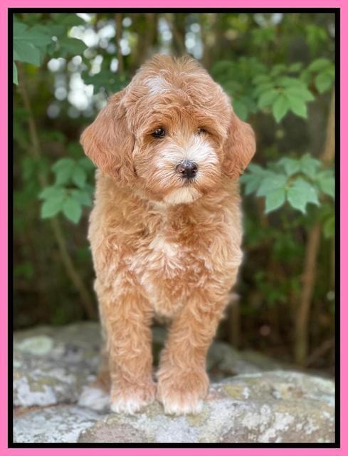 Misha Rebel pups 8 wks old 111