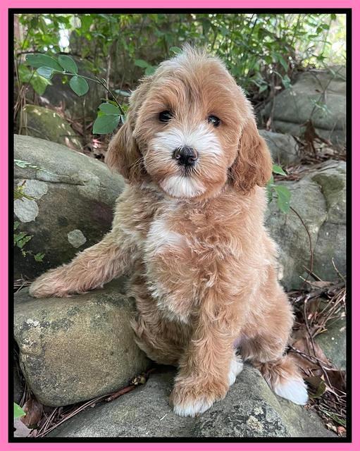 Misha Rebel pups 8 wks old 61