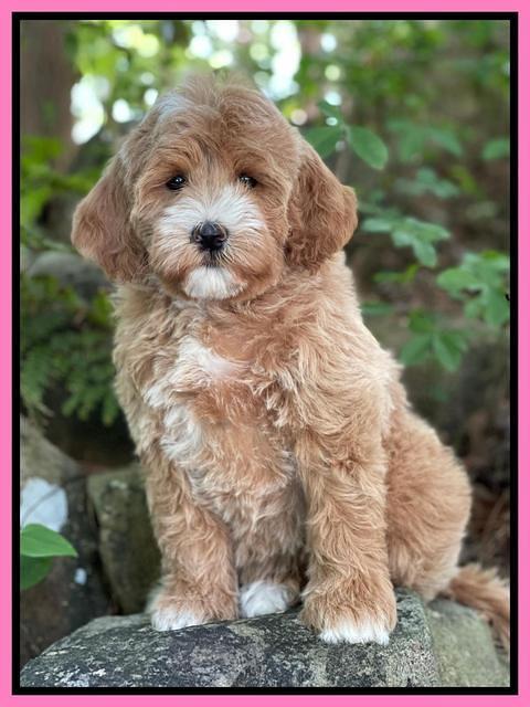 Misha Rebel pups 8 wks old 81