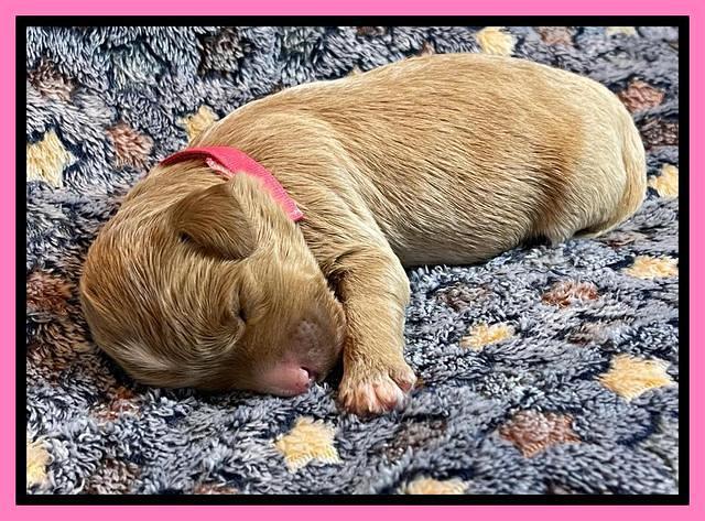 misha Rebel 1 wk old 31