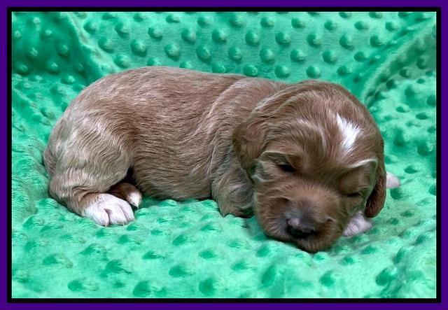 Misha Rebel 2 weeks old 31