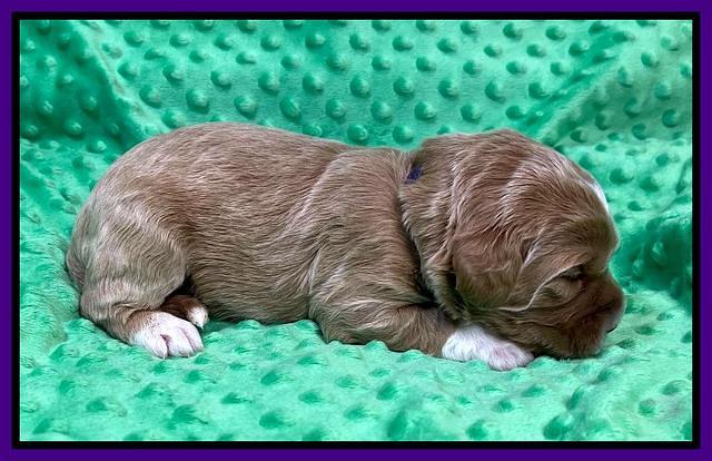 Misha Rebel 2 weeks old 41