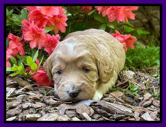 Misha Rebel 3 wks old 101