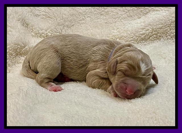 Misha Rebel Newborn 21